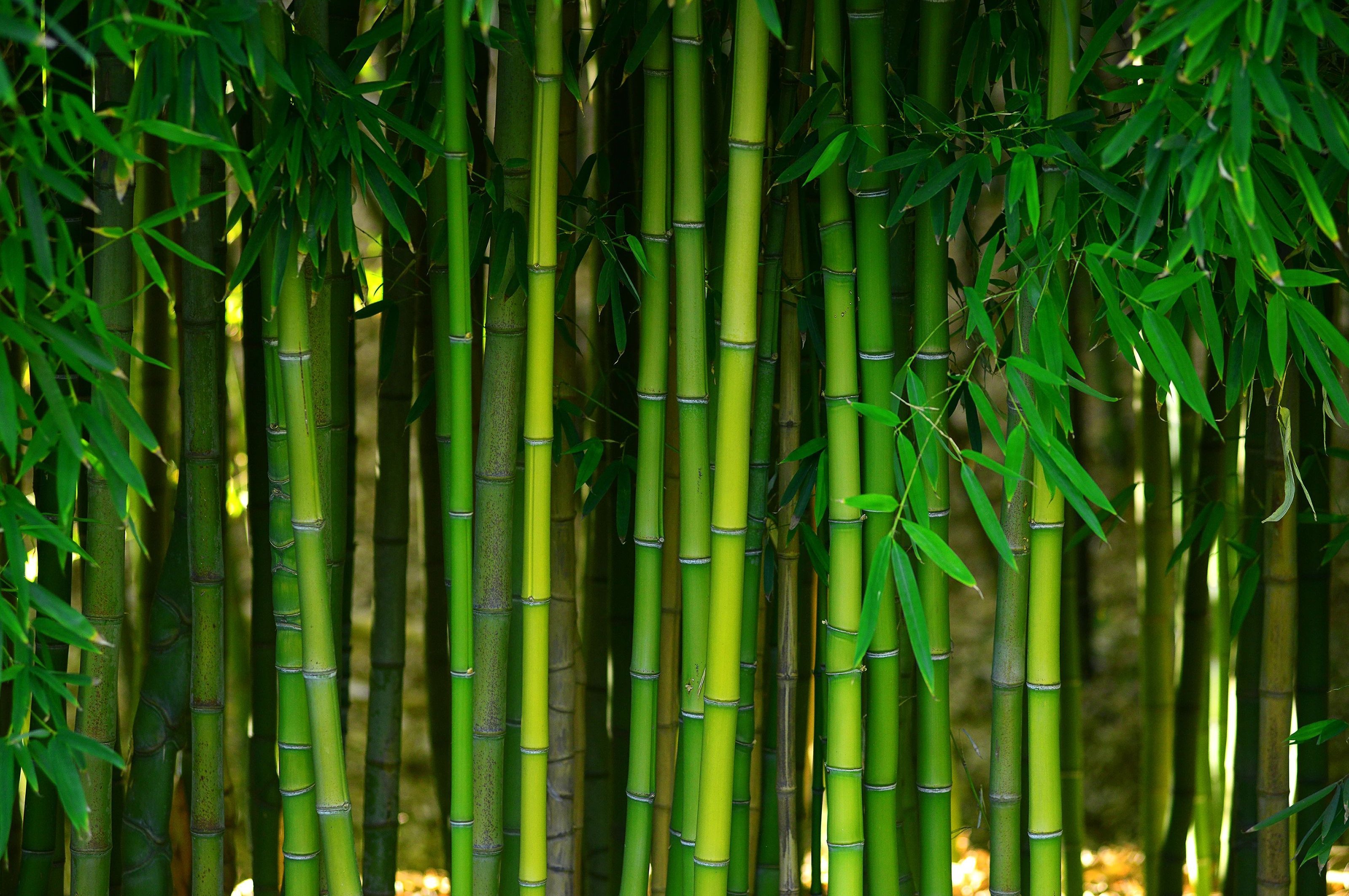 bamboo forest